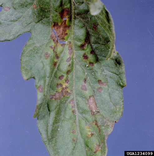 Bacterial spot tomato digital document .jpg